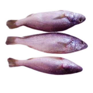 Fish Croaker 2.5 kg. Frozen/ Kimex