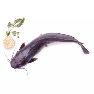 Catfish Whole 1 pcs 500-800 g. /Frozen