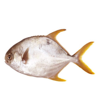 Golden Pomfret RN Brand 400-600 g. /Frozen
