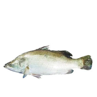 Fish Large Koral Whole 4+ kg. /Frozen